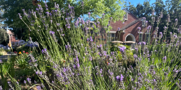 picture of lavendar plants with purple flowers. Brick buildings and trees out of focus in background